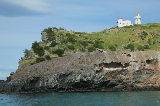 Taiaroa Head Lighthouse and spotted shag colony (look in cave) 