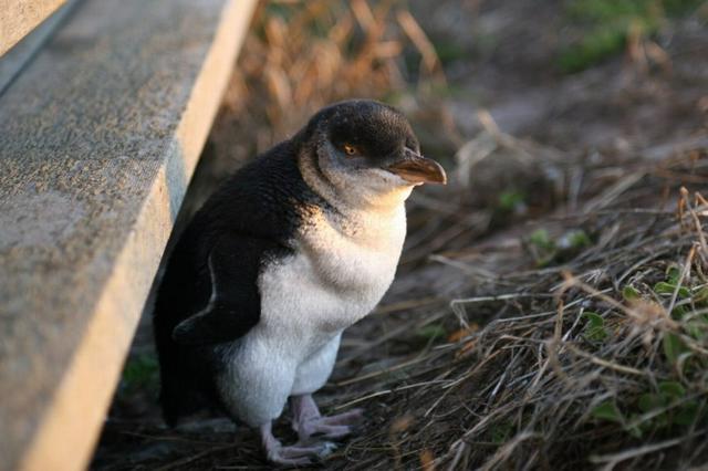 One of the famous Phillip Island fairy penguins.