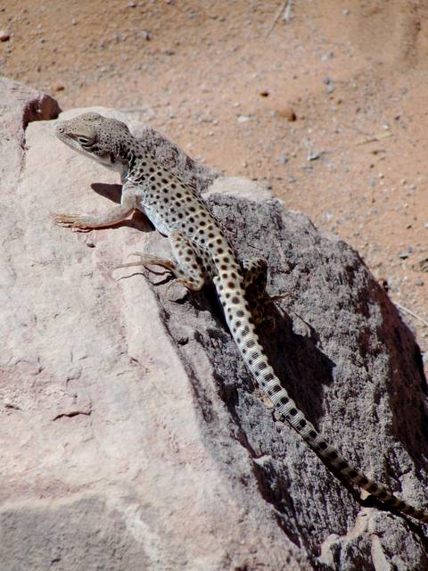 A lizard basks on a rock in the Devil's Garden.