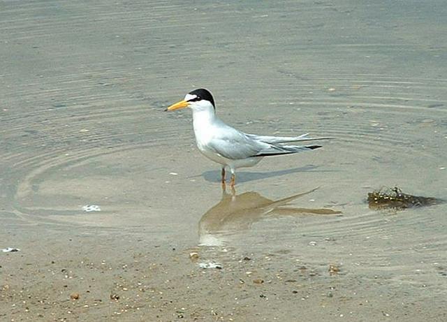 Least tern