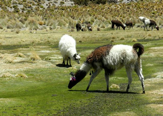 Llamas and alpacas of the park