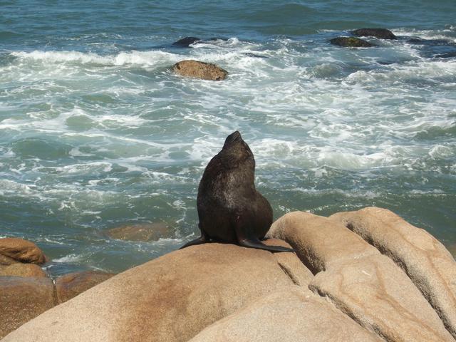 Sea lion enjoying some sun