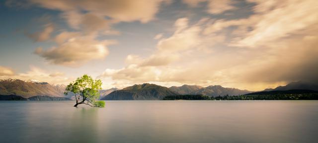 Summers in Wanaka have picturesque vistas such as this tree