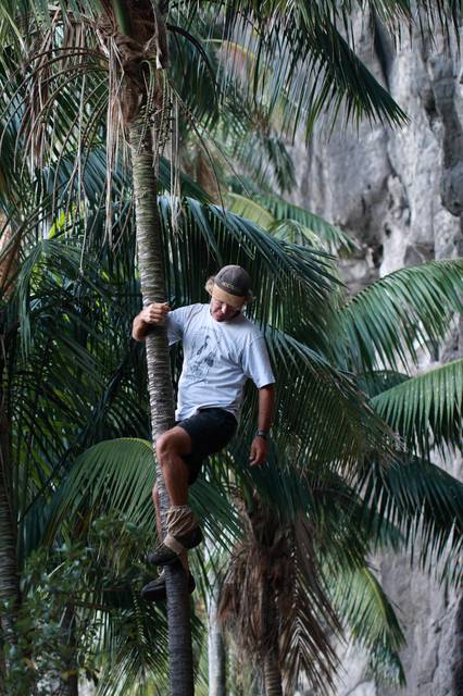 The Mount Gower guide demonstrates the traditional method of harvesting palm seeds