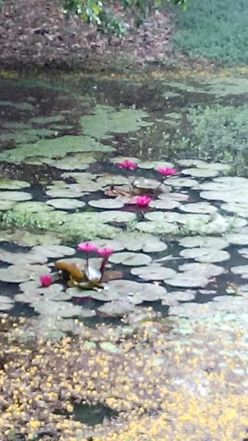 Lotus flowers inside national park