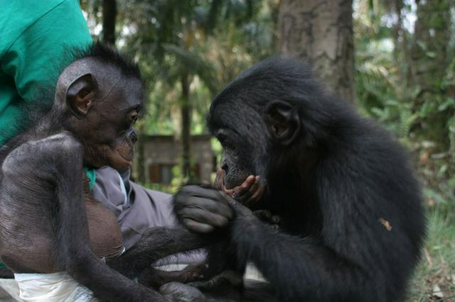 Lola ya Bonobo ("Paradise for Bonobos") is the world's only sanctuary for orphaned bonobos.