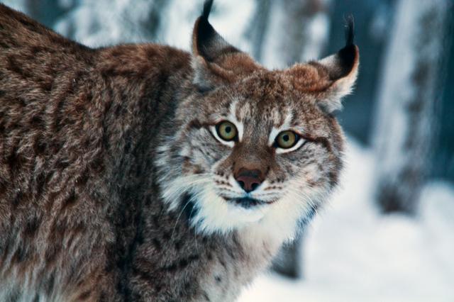 Eurasian lynx at Ranua zoo