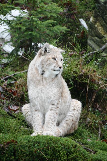 European lynx in Kristiansand Zoo and Amusementpark