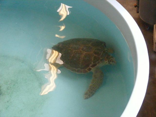 Turtle at the Marine Science Center.