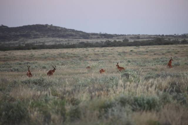 Red kangaroos in the Northern Territory