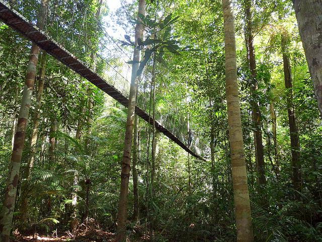 Canopy walk