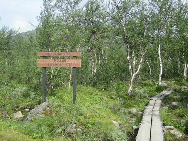 Trail with duckboards through fell birch forest, Malla nature reserve.