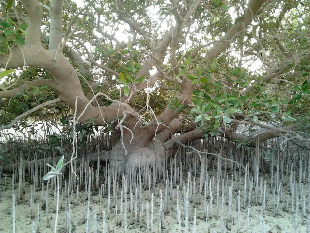 Dhakira mangrove forest