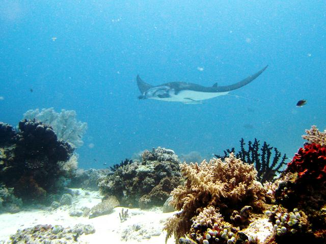 A manta ray in the Komodo National Park