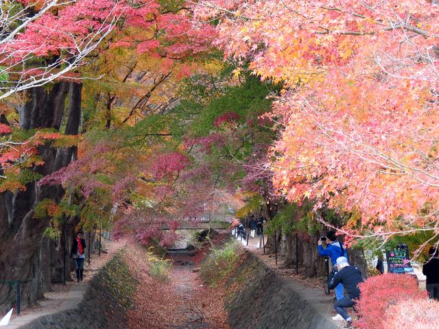 Maple ("momiji") corridor