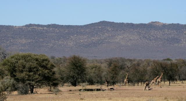 Giraffe at the watering hole at Bontle campsite