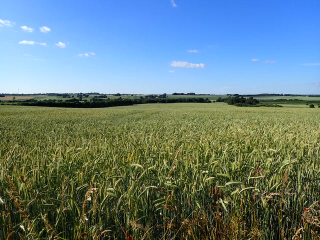 Denmark is very flat and has the largest fraction of cultivated land in the world.