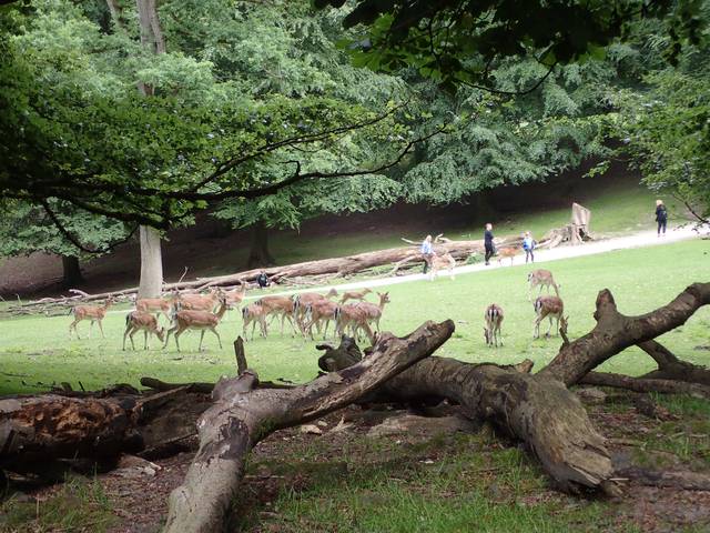 Marselisborg Deer Park (Dyrehaven) in the Marselisborg Forests.