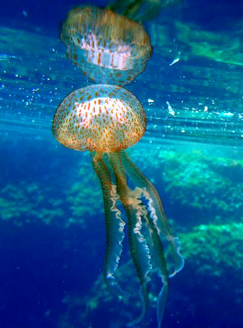 A jellyfish in the clear blue sea at Cala Tabaccara, Lampedusa