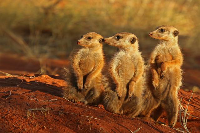 Meerkats are on the lookout at Tswalu Kalahari Reserve