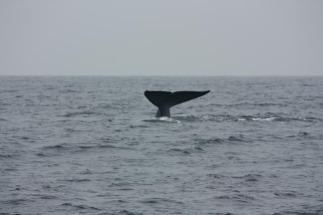 Blue whale sighting in Mirissa