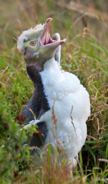 Moulting yellow-eyed penguin at Oamaru