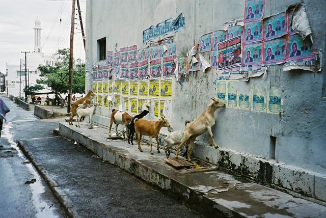 Goats eating posters in the Makadara district