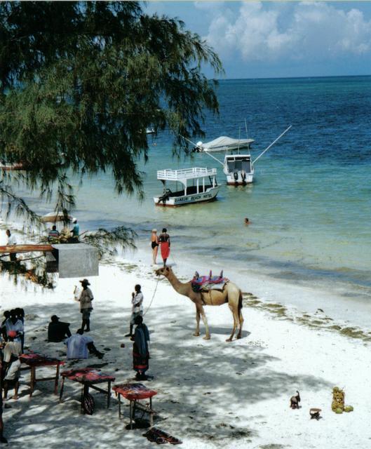 Activities on Bamburi's beach: camel rides, diving boat and fishing boat