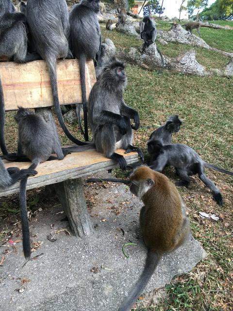 Silver leaf monkeys (silver/black) & long-tailed macaques (brown) on Bukit Melawati