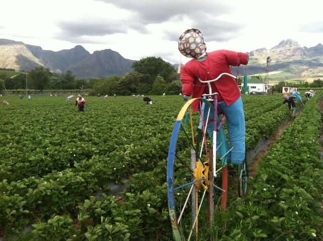 A friendly scarecrow at Mooiberge Farmstall.