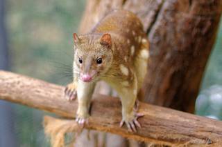 Tiger quoll