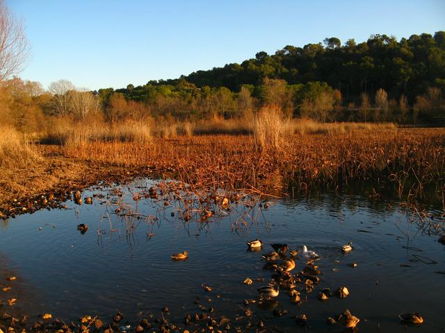 Etang de Fontmerle