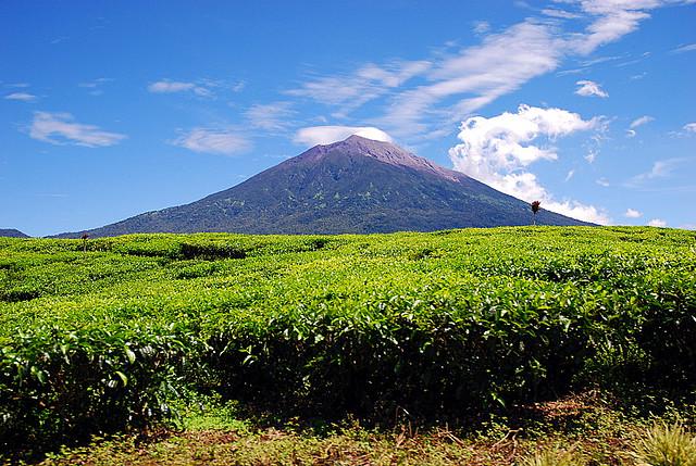 Mount Kerinci with tea plantations in the foreground