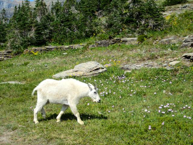 Mountain Goat in Glacier National Park.