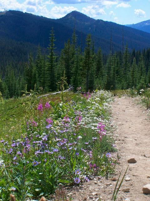 The Heather Trail in Manning Provincial Park