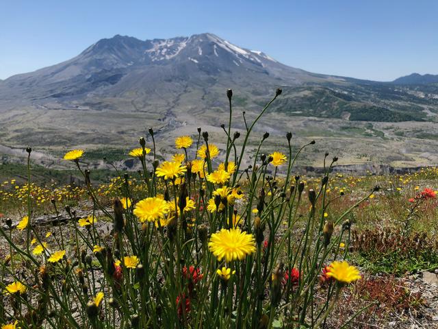 The landscape around Mount St. Helens is slowly recovering.