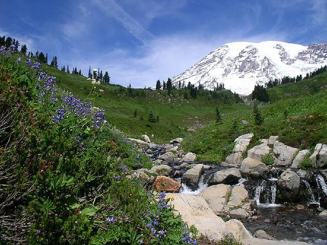 Mt. Rainier, wildflowers and stream