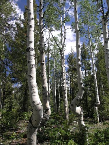 Aspen Trees on nearby Highway 14. Cedar Mountain in Dixie National Forest