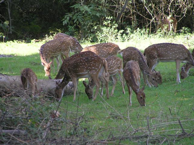 Deer beside the road