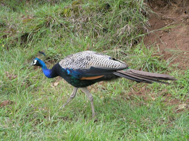 Peahen