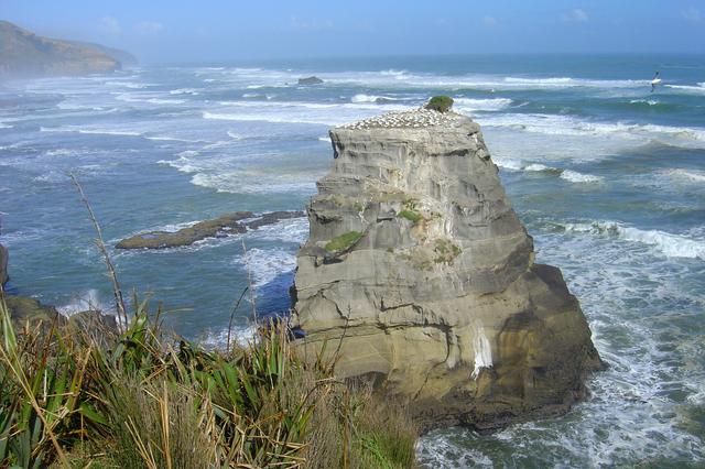 Part of the gannet colony, on Motutara Island