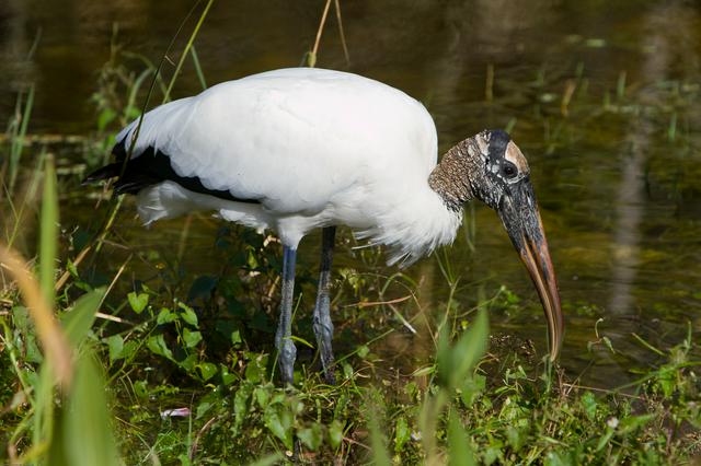 Wood stork in the Everglades