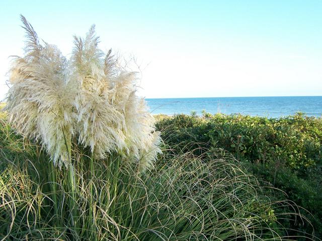 Pampas Grass on the dunes