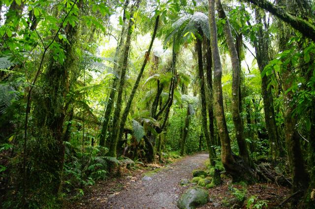 Rain forest in Franz Josef