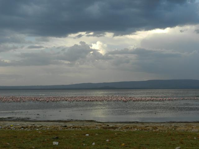 Flamingos on Lake Nakuru