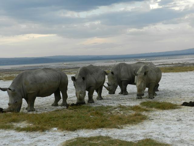 A family of White Rhinoceros near the lake