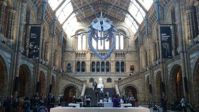 Natural History Museum, Hintze Hall