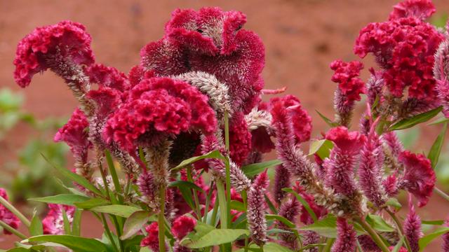 Wild flowers at Yelagiri hills