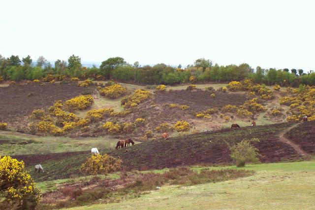 New Forest ponies grazing on heathland