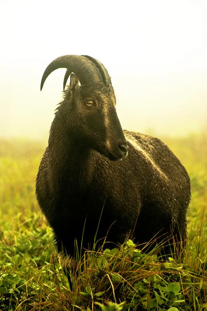 Nilgiri Tahr